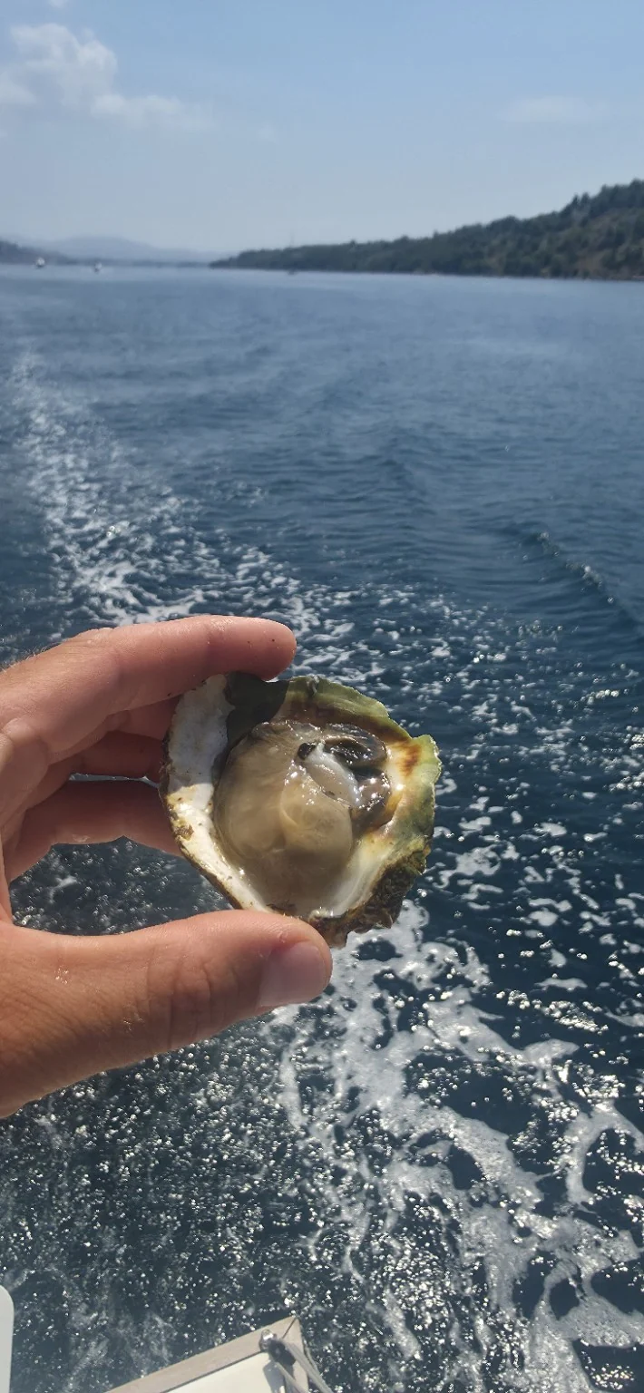 Oyster over the water near Šibenik